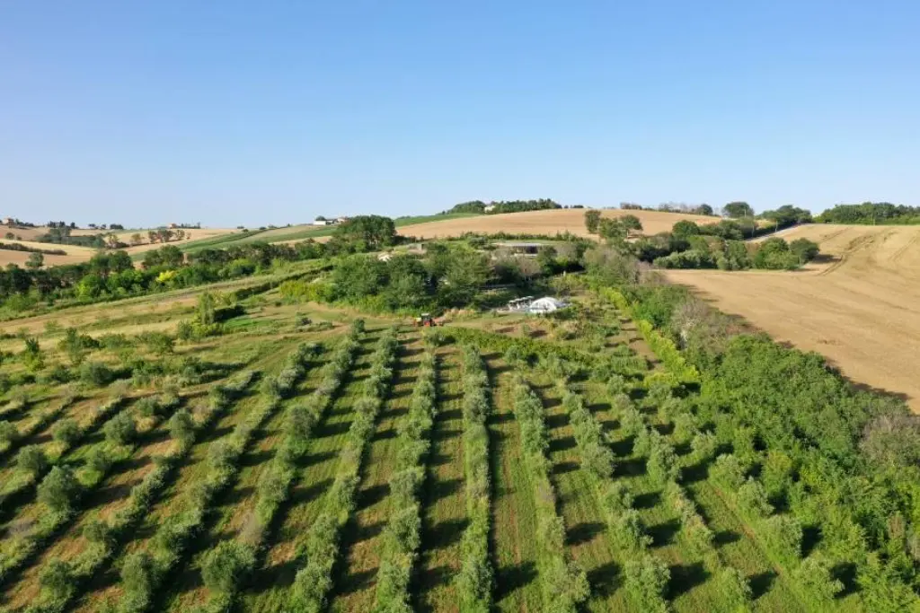 Agriturismo La Nocicchia olive groves