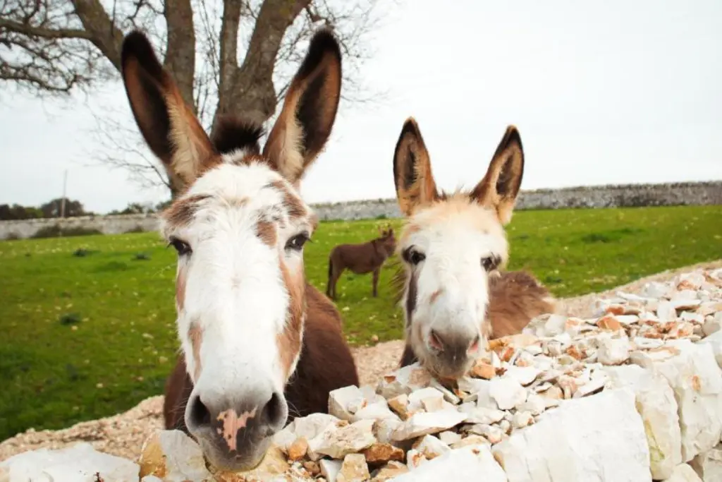 Masseria Surace Puglia Italy donkeys