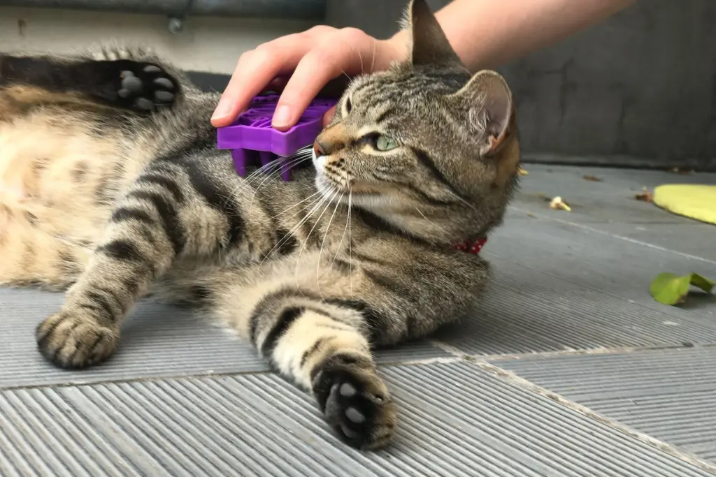 Biscotte the cat