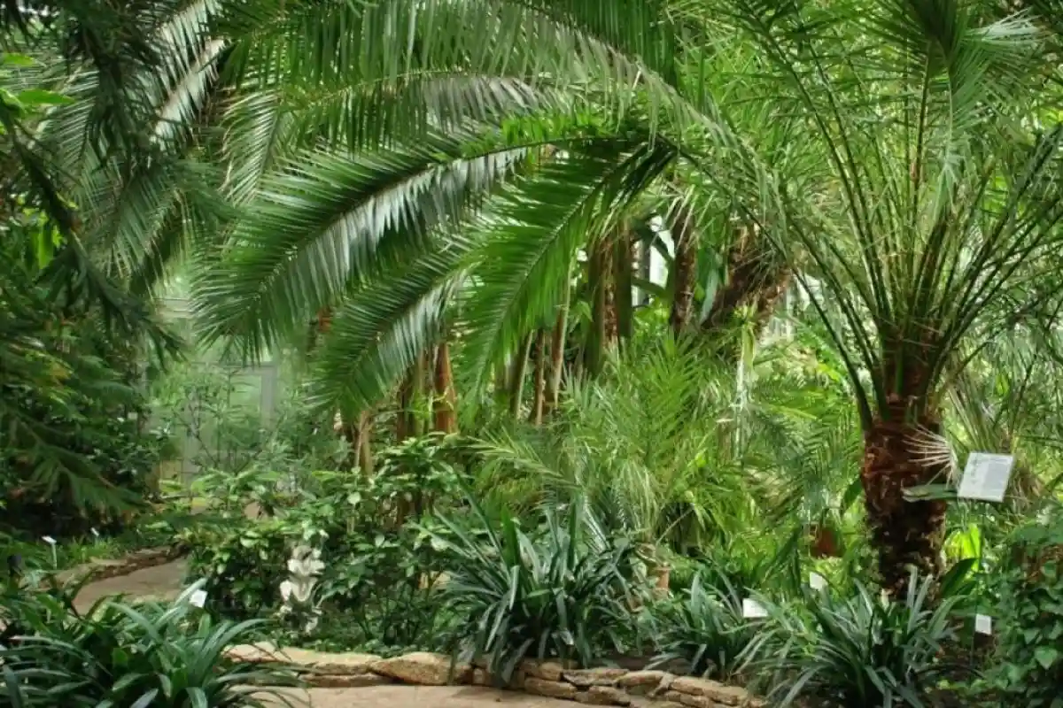 Lodz Palm House
