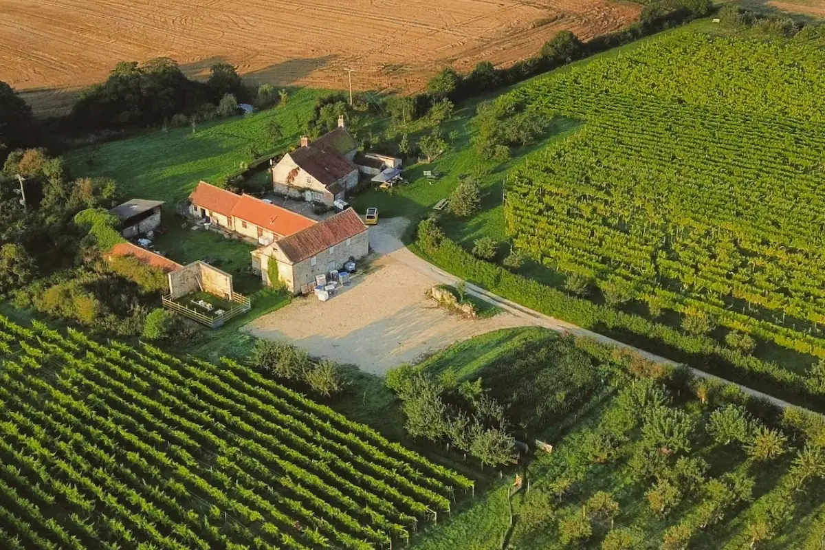 Ryedale Vineyards, North Yorkshire