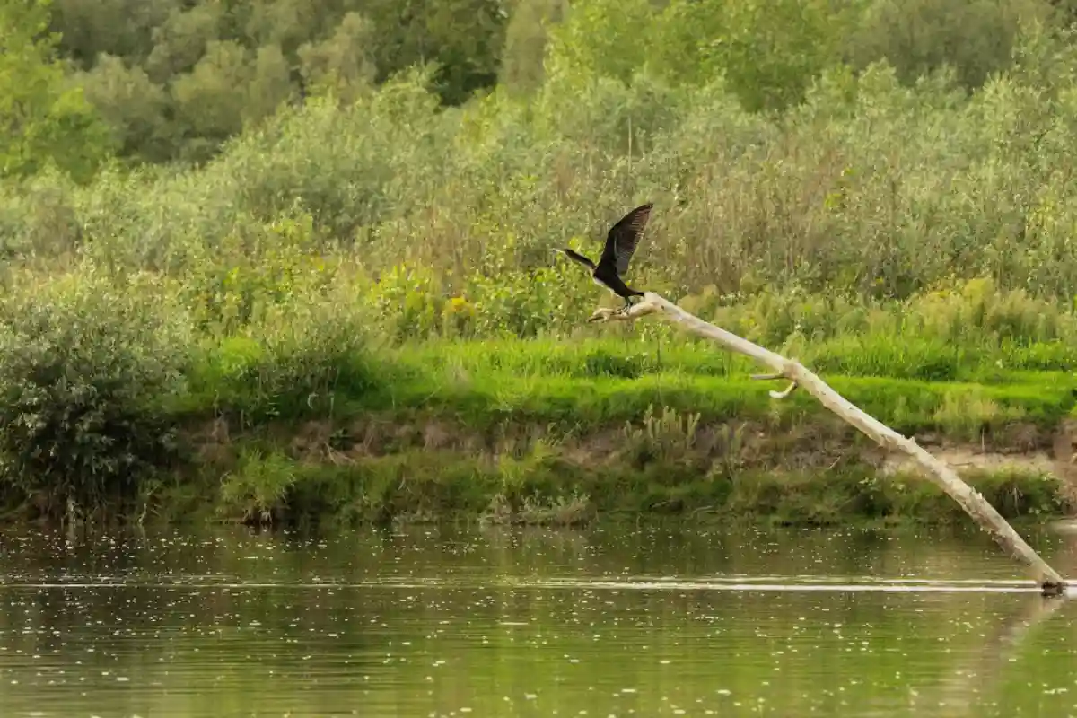 Vistula river safari Warsaw